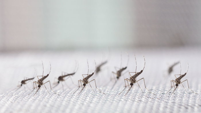 Several mosquitoes on white mosquito netting