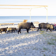 Family of wild boars roaming free on beach.