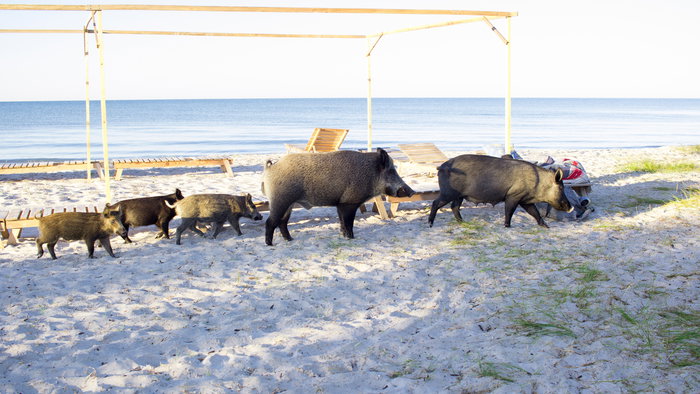 Family of wild boars roaming free on beach.