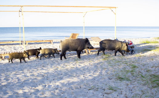 Family of wild boars roaming free on beach.