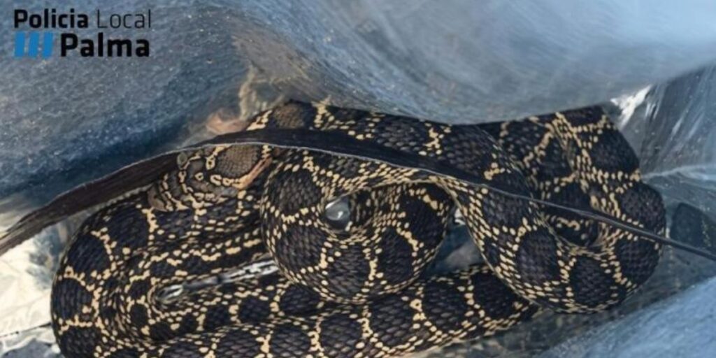 Snake bites Mallorca police officer during home rescue