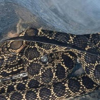 Snake bites police officer in Mallorca