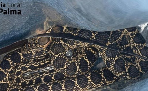 Snake bites police officer in Mallorca