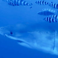 Great White shark in the Med.
