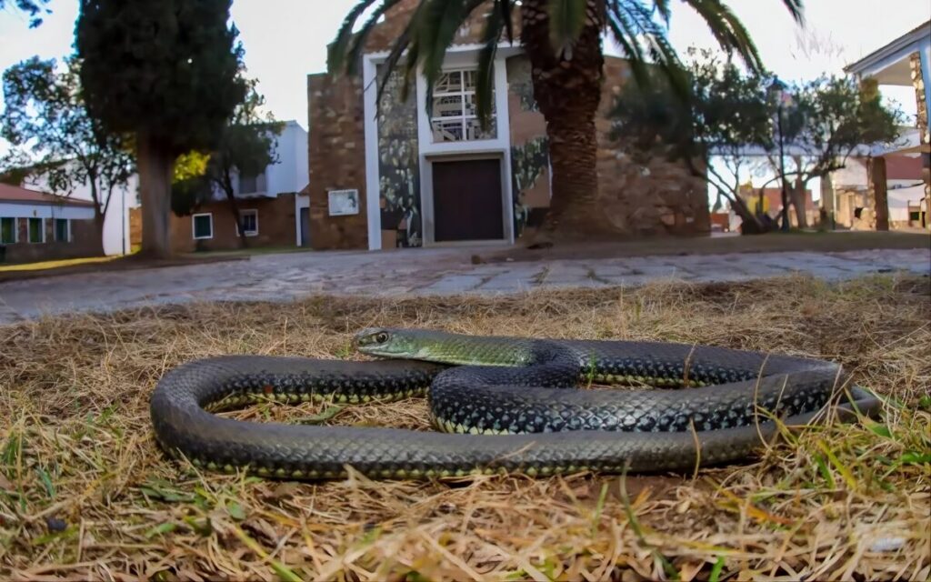 How to stop snakes entering your Spanish home this summer – Experts share simple fix
