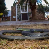 Bastarda snake in Ciudad Real, Spain.