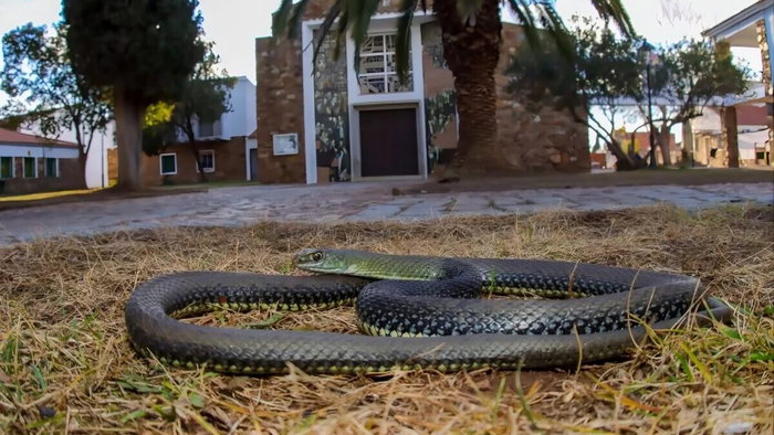 Bastarda snake in Ciudad Real, Spain.