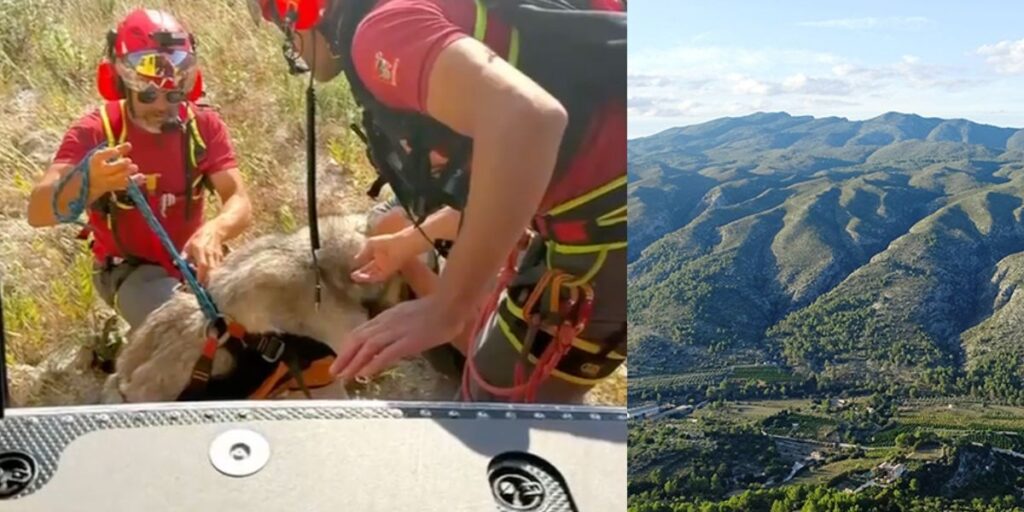 80kg mastiff airlifted from Alicante mountains after collapsing on hiking route