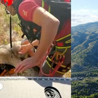 Dramatic dog rescue