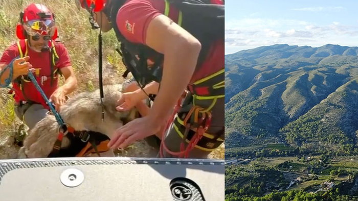 Dramatic dog rescue