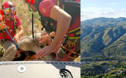 Dramatic dog rescue