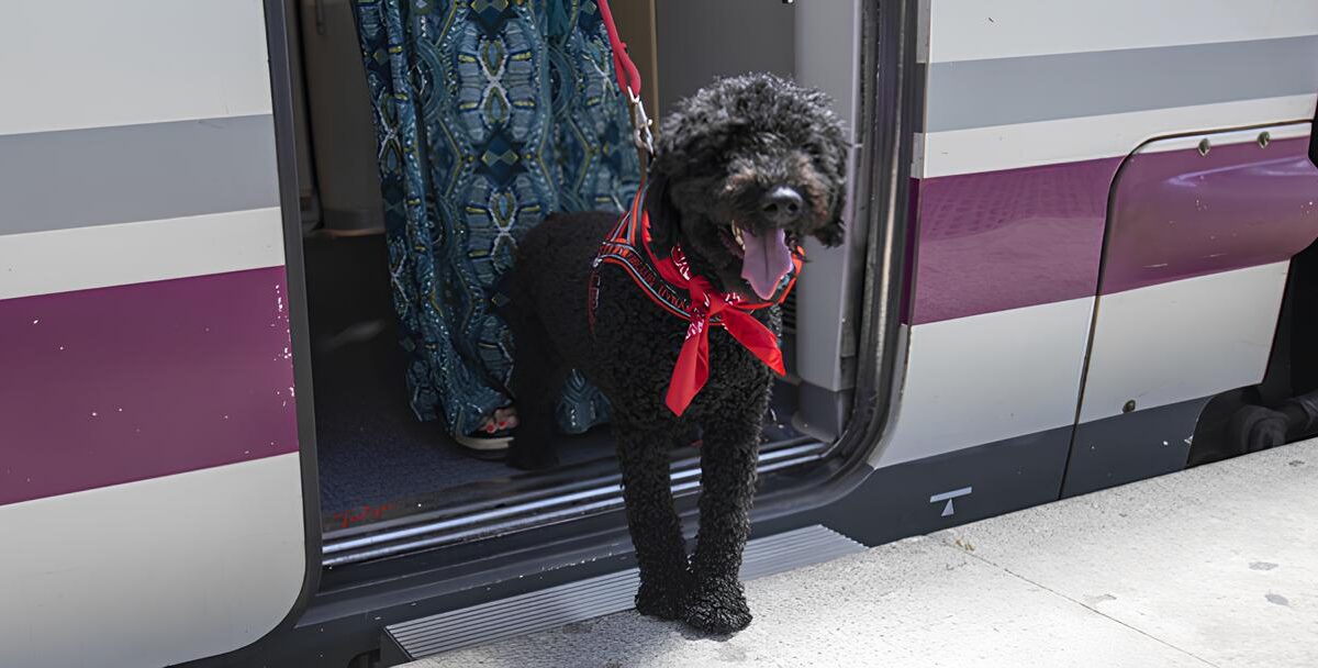 Renfe opens all trains to dogs weighing up to 40 kg