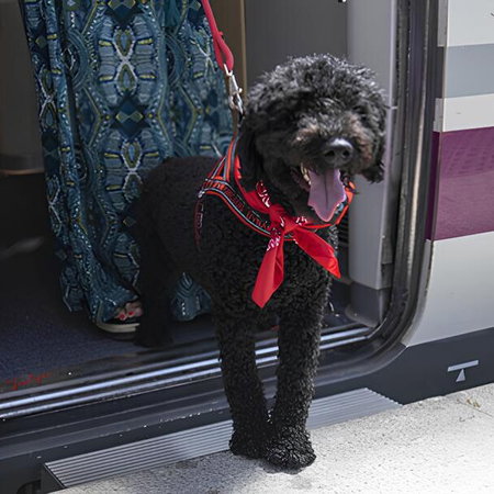 Dogs now welcome aboard Renfe trains.