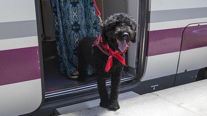 Dogs now welcome aboard Renfe trains.