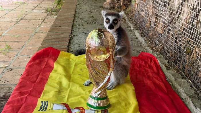 Julian the Lemur with world Cup trophy