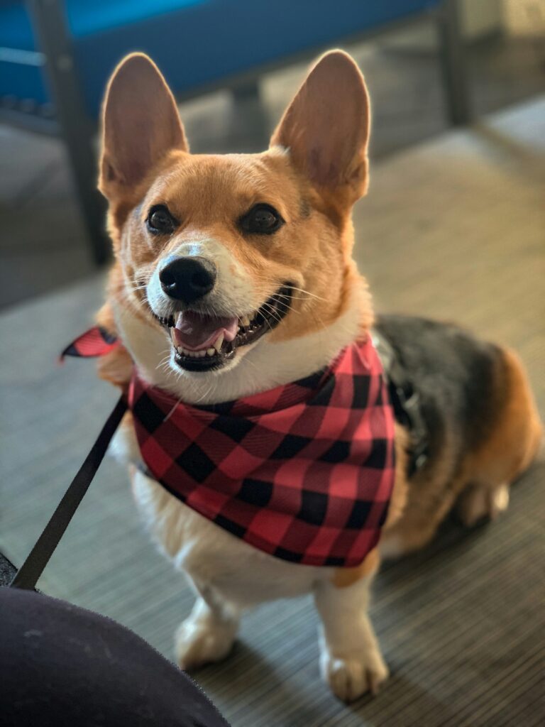 Fancy pet-sitting for Dylan the Corgi?