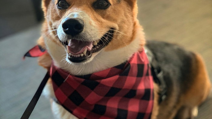 Dylan the Corgi