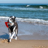 Dog on the beach