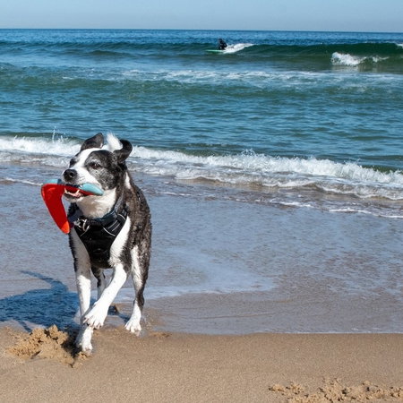 Two dogs playfully jumping and interacting on a sandy beach, with ocean waves crashing in the background. One is a tan dog wearing a red collar, and the other is a brown-and-white dog.