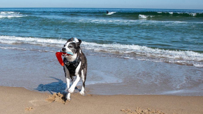 Dog on the beach