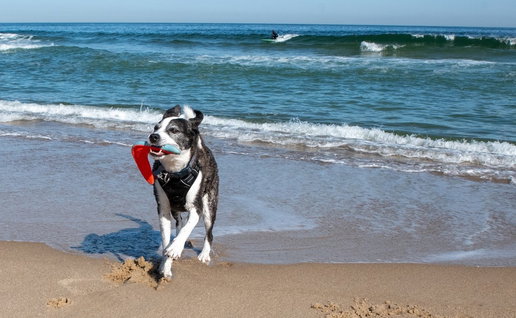 Dog on the beach