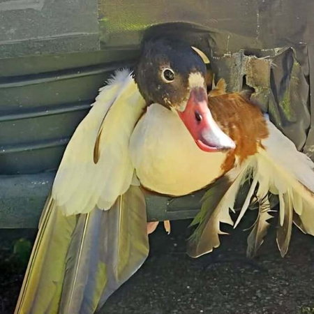 Duck in car grille