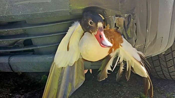 Duck in car grille