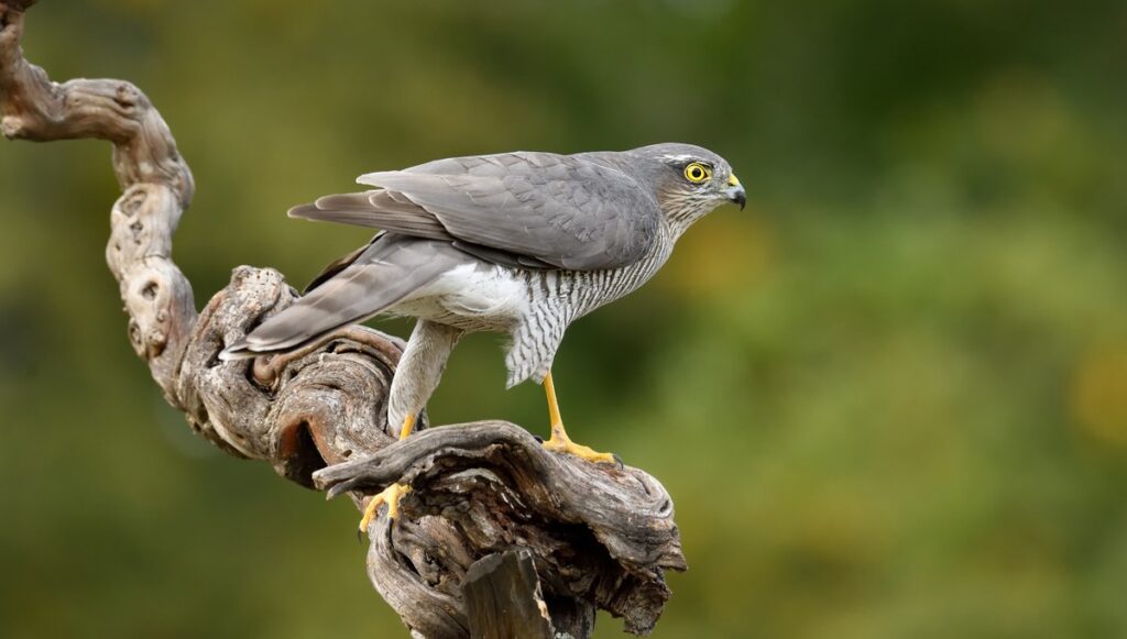 Exposing the Dark World of Bird Poaching: How Wildlife Officers Brought Perpetrators to Justice in Alhaurin el Grande