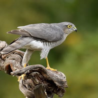 Euraian Sparrowhawk