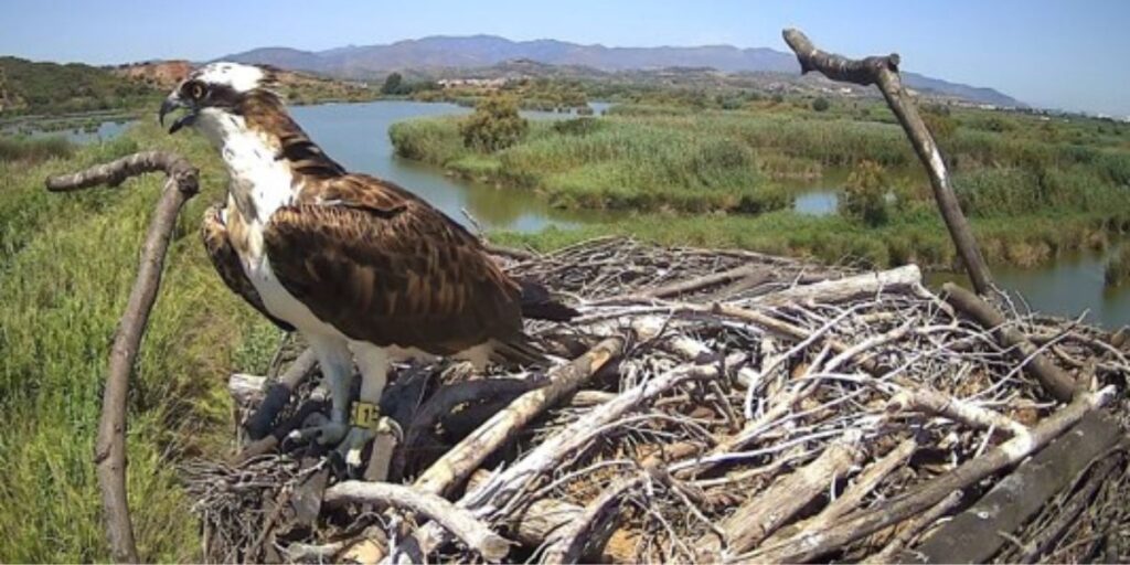 Why the return of these five rare birds has Costa Blanca conservationists celebrating