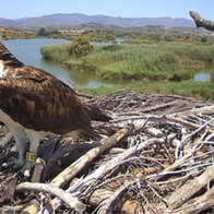Five Ospreys Make Incredible Return to Costa Blanca