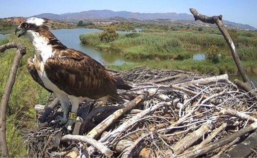 Five Ospreys Make Incredible Return to Costa Blanca