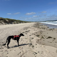 Knowing you can find checked dog-sitters who love pets gives peace of mind.