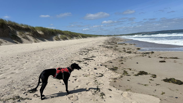 Knowing you can find checked dog-sitters who love pets gives peace of mind.