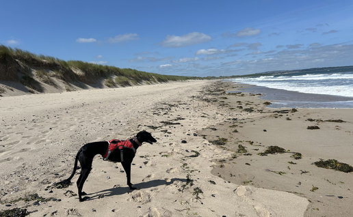 Knowing you can find checked dog-sitters who love pets gives peace of mind.