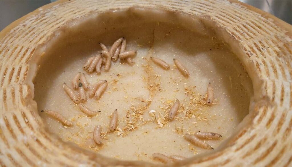 Would you dare eat a maggot-infested cheese? Berlin’s Disgusting Food Museum wants to test your nerve
