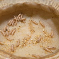 Maggot cheese