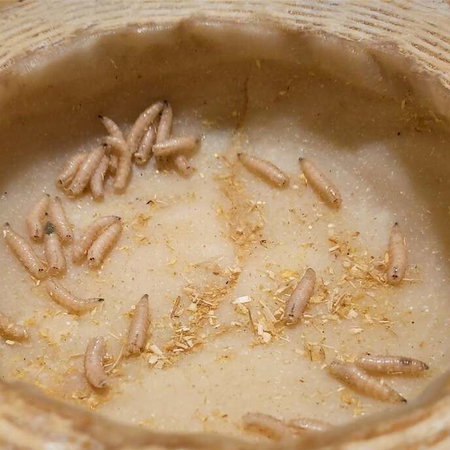 Maggot cheese