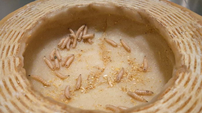 Maggot cheese