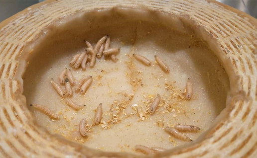 Maggot cheese