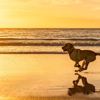 Marbella dog beaches summer 2026