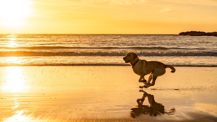 Marbella dog beaches summer 2026