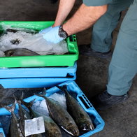 Police officers with contaminated stolen fish