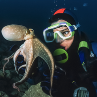 An octopus interacting underwater with a diver.