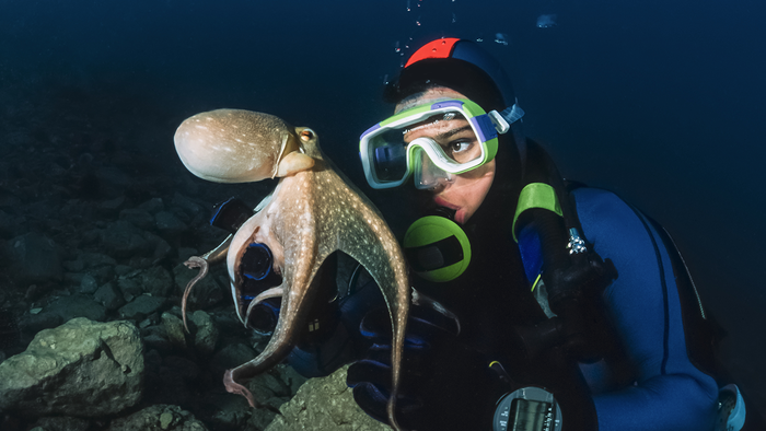 An octopus interacting underwater with a diver.