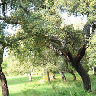 Ronda cork harvesting