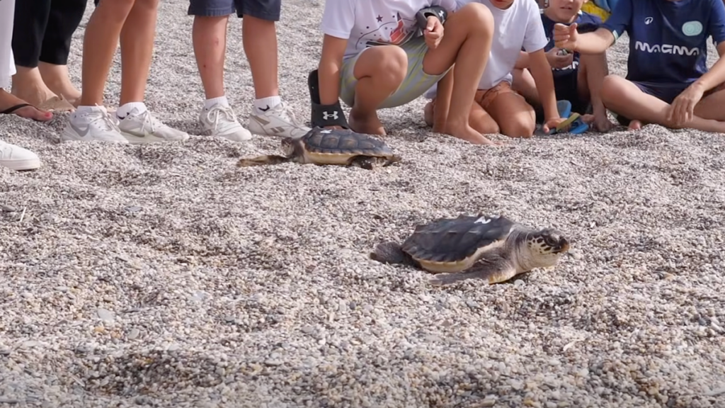 Two Roquetas loggerhead turtles finally reach the sea after year-long journey