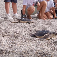 Two young loggerhead turtles at Playa Serena during their release into the Mediterranean.