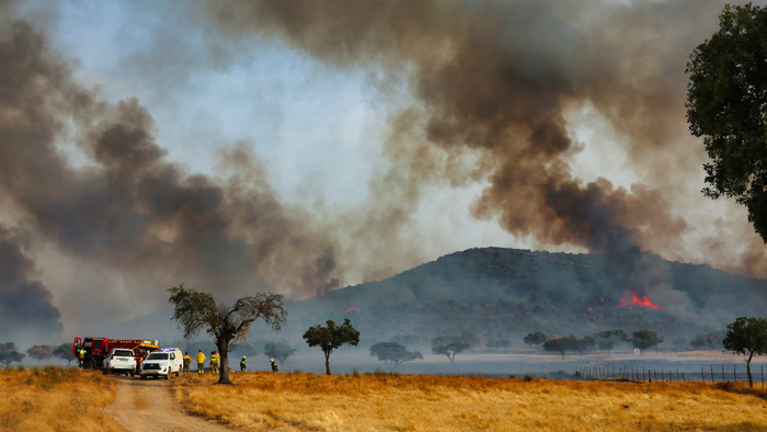 Firemen working against a forest fire