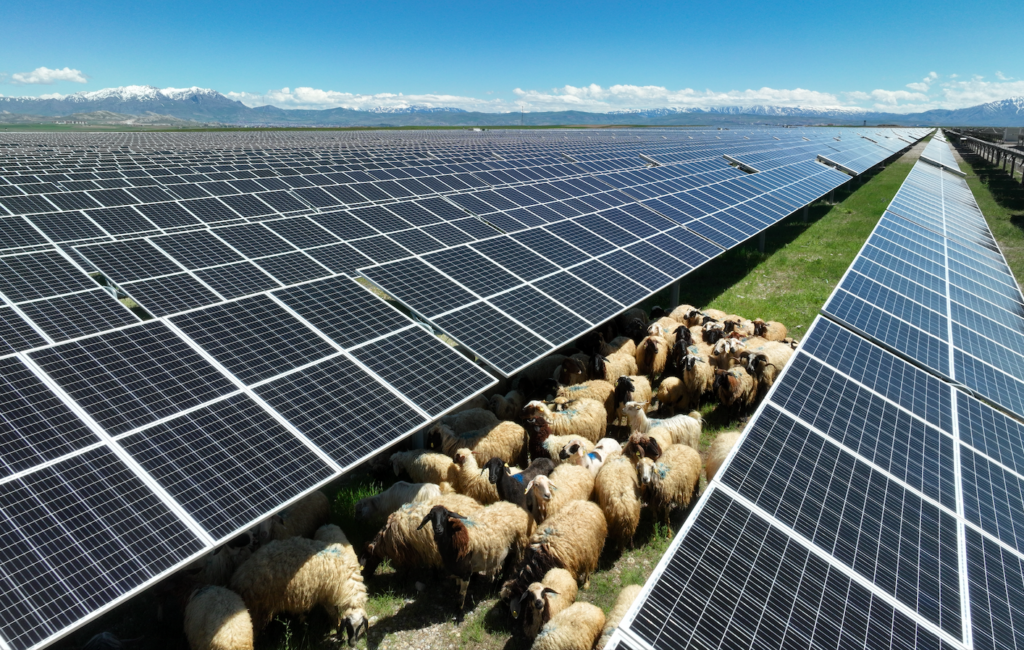 These 100 sheep have one of Europe’s most unusual jobs, and it’s not just eating grass